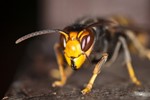 vespa asiática (1).jpg
